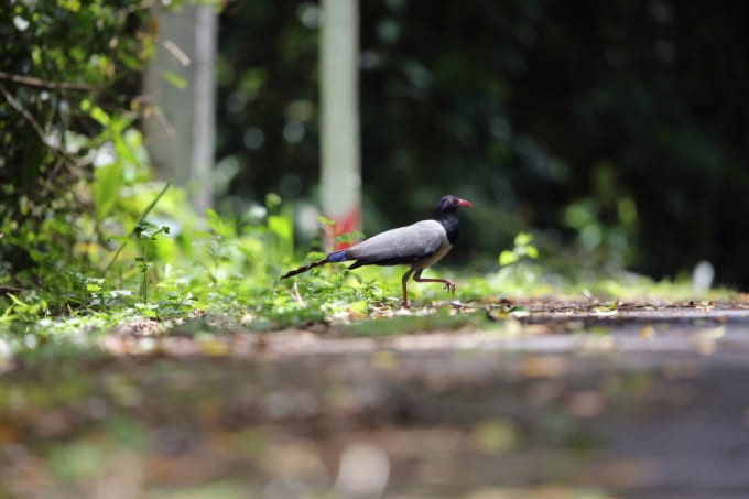 カオヤイ国立公園 楽しみ方