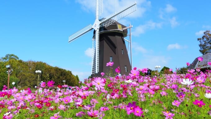 【大阪市】花博記念公園　鶴見緑地のコスモス