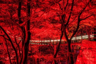 花貫渓谷 ライトアップ