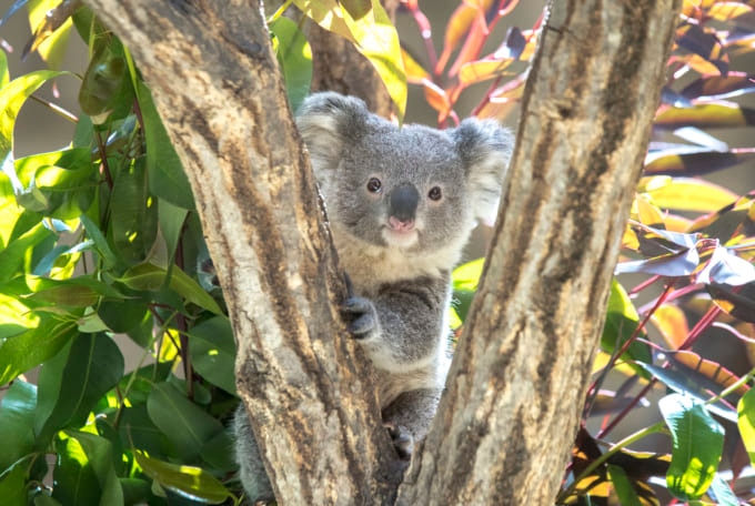 オーストラリア 旅行 費用