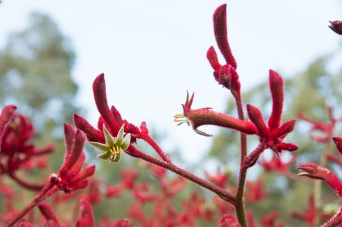 カンガルーポー