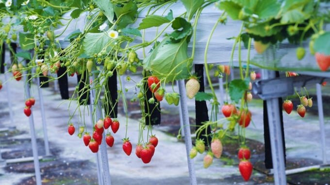 大阪　いちご農園