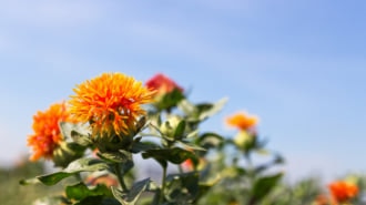 山形特産品のひとつ・ベニバナ