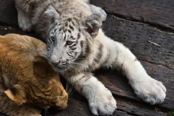 長隆野生動物世界（長隆動物園）