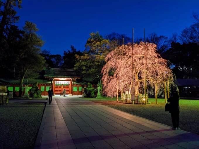 桜が綺麗な神社 東京
