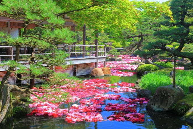 由志園の池泉牡丹（島根県）