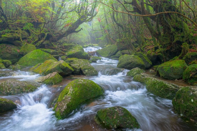 白谷雲水峡　屋久島