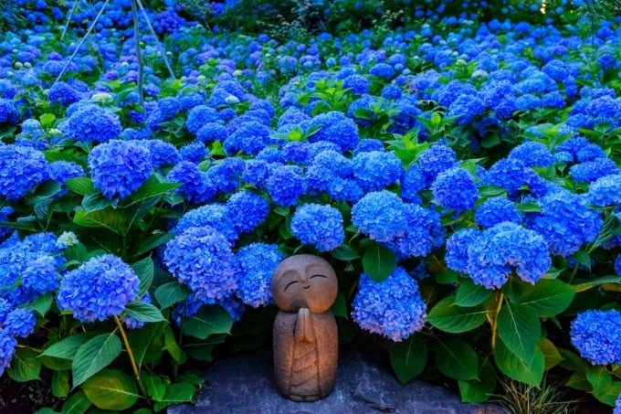 雲昌寺 青々としたアジサイが美しい秋田県男鹿市の寺 Skyticket 観光ガイド