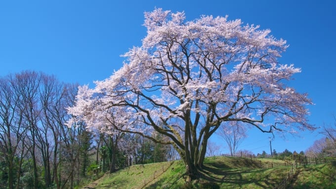 エドヒガン桜