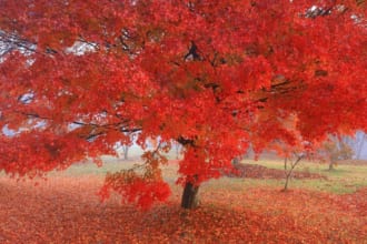 紅葉の樺山遺跡