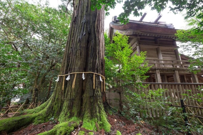 須佐神社の大杉