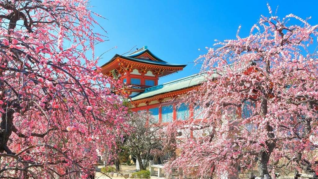 本州一早い春を見に行こう。山口県の6つの観光地へおでかけ