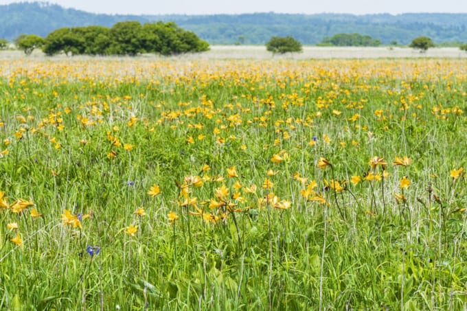 霧多布湿原のエゾカンゾウ