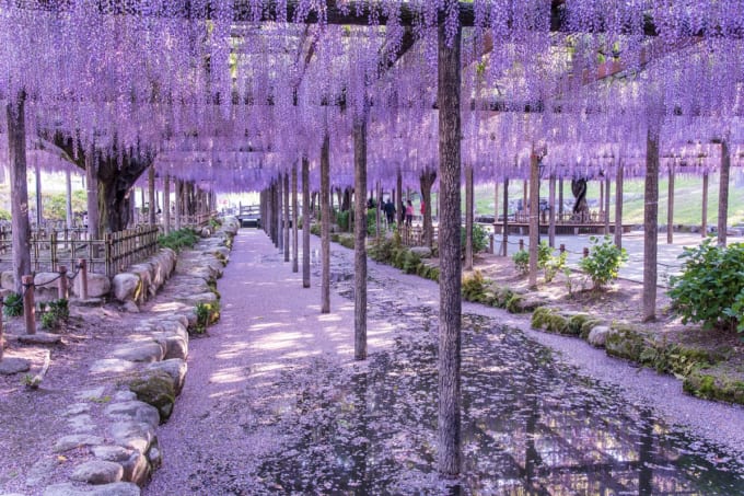 津島市の藤の花