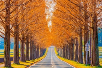 滋賀県マキノ町　メタセコイア並木