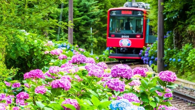 箱根登山電車（あじさい電車）