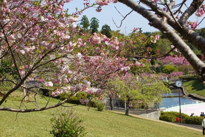 静峰ふるさと公園の桜