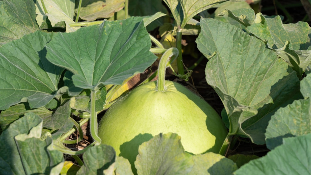 栃木県壬生町のお土産5選♪スイーツからお惣菜まで名産品がずらり！