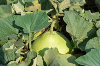 「かんぴょう」の原料「ゆうがお」