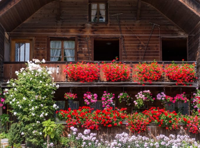 ゼラニウム・マーケット（ベルン）