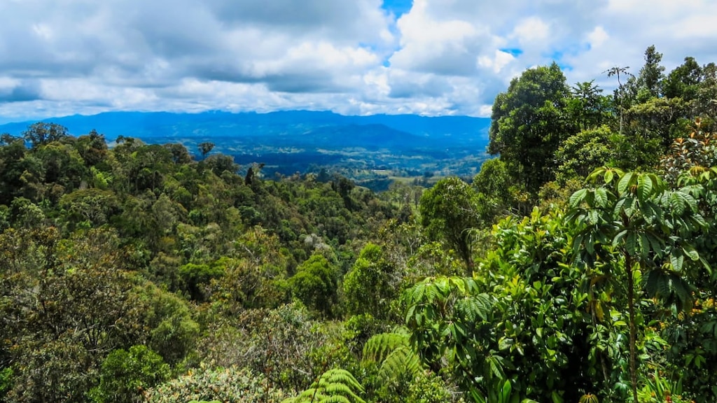 世界最古の農業遺跡！パプアニューギニアの世界遺産クックの初期農耕遺跡