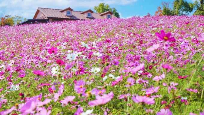堺・緑のミュージアム ハーベストの丘のコスモス