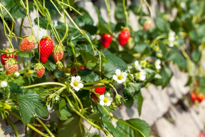 久能石垣いちご狩り