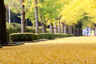 茨城県東海村　イチョウ並木