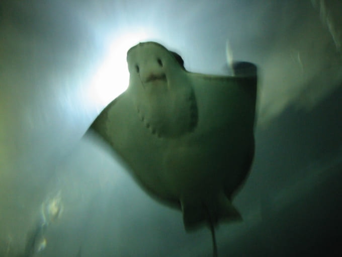 「アクアリウム・オブ・ザ・ベイ」サンフランシスコ フィッシャーマンズ・ワーフの水族館