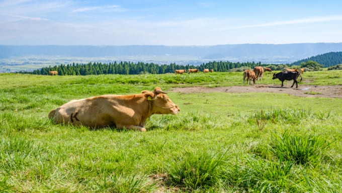 阿蘇くまもと空港_暇つぶし