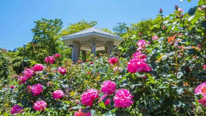 箱根強羅公園　ローズガーデン