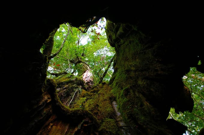 白谷雲水峡　くぐり杉（屋久島）