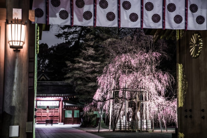 桜が綺麗な神社 東京