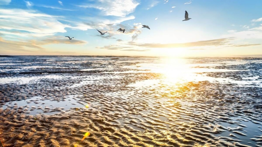 【世界遺産】ワッデン海｜ドイツ・オランダ・デンマークに広がる大湿地帯！