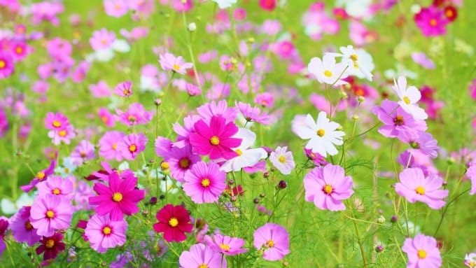 【和泉市】和泉リサイクル環境公園のコスモス