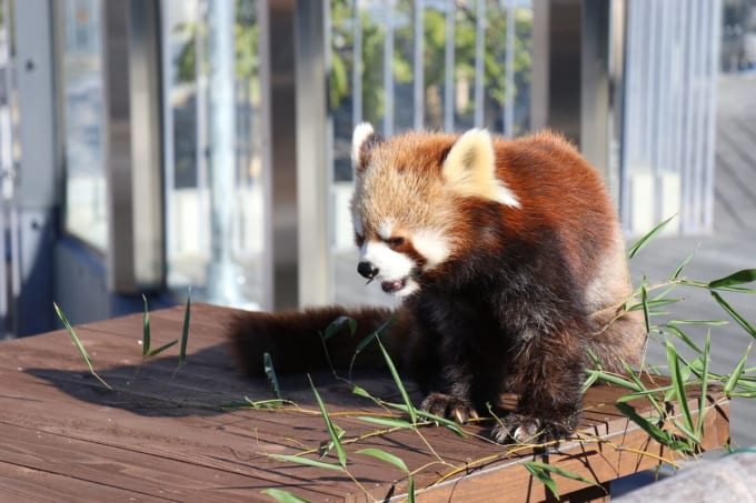 周南市徳山動物園のレッサーパンダ