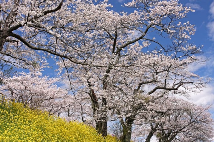 早乙女の桜並木