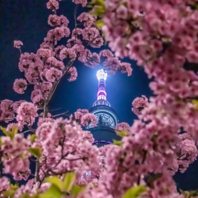 河津桜×スカイツリー（東京）