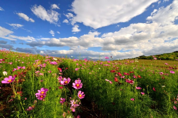 上原コスモス園