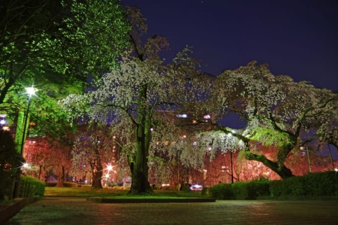 仙台榴岡公園　夜桜ライトアップ（宮城×春）