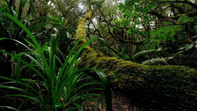 ハミギタン山地野生生物保護区