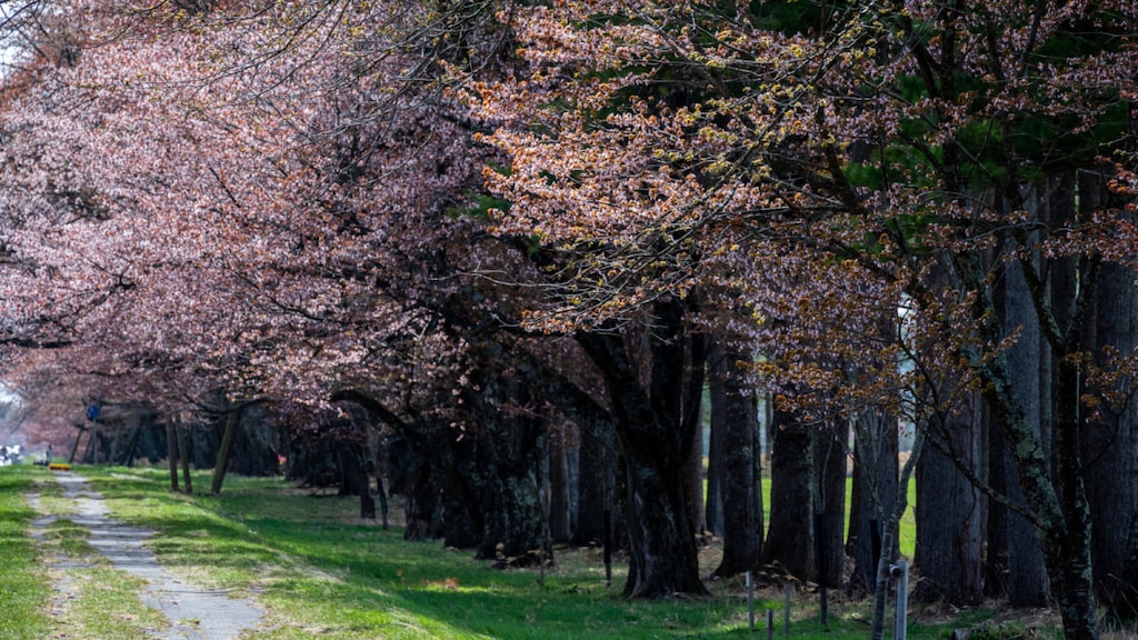 二十間道路の桜並木の歴史を解説！アクセス方法は？
