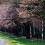 二十間道路の桜並木