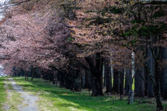 二十間道路の桜並木