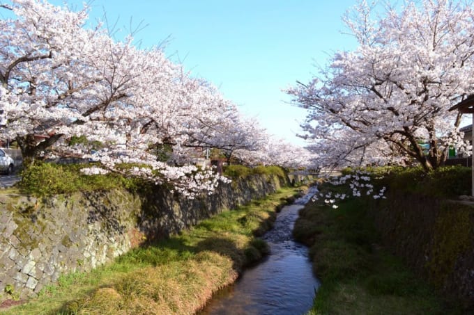 桜満開の一の坂川