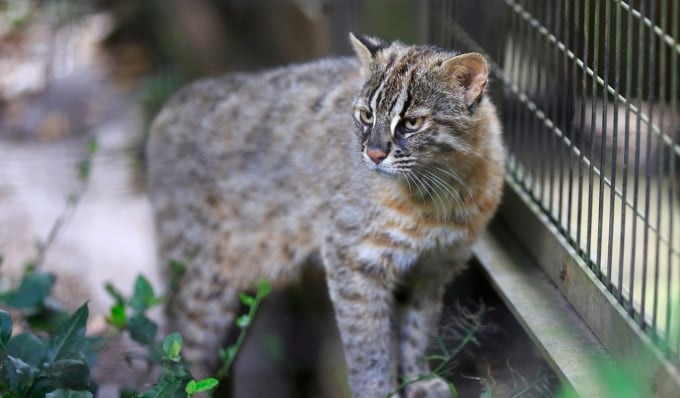 ツシマヤマネコ