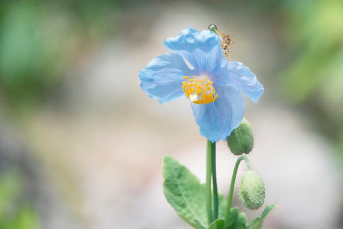 ブルーポピー