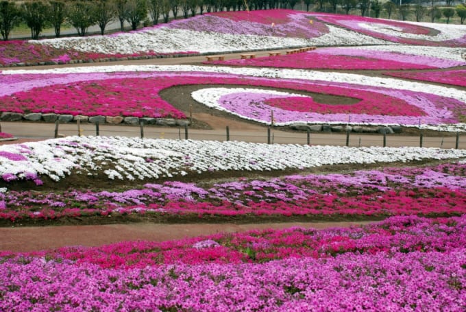 みさと芝桜公園（群馬県高崎市）