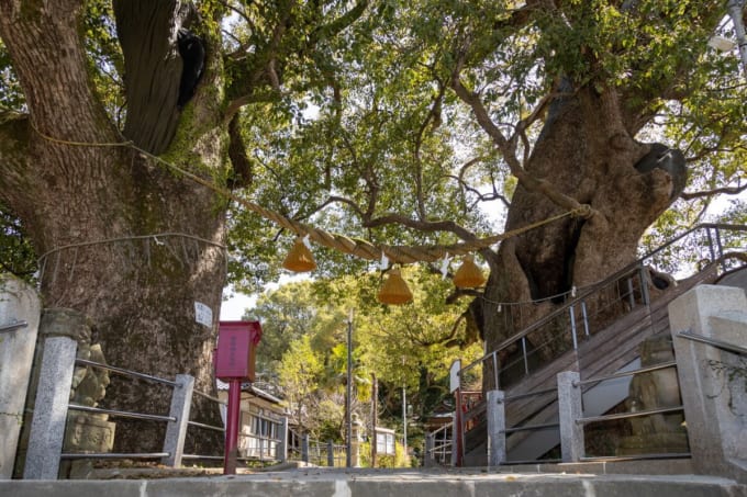 山王神社「被爆クスノキ」（長崎県長崎市）
