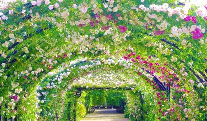横浜イングリッシュガーデンのローズトンネル
